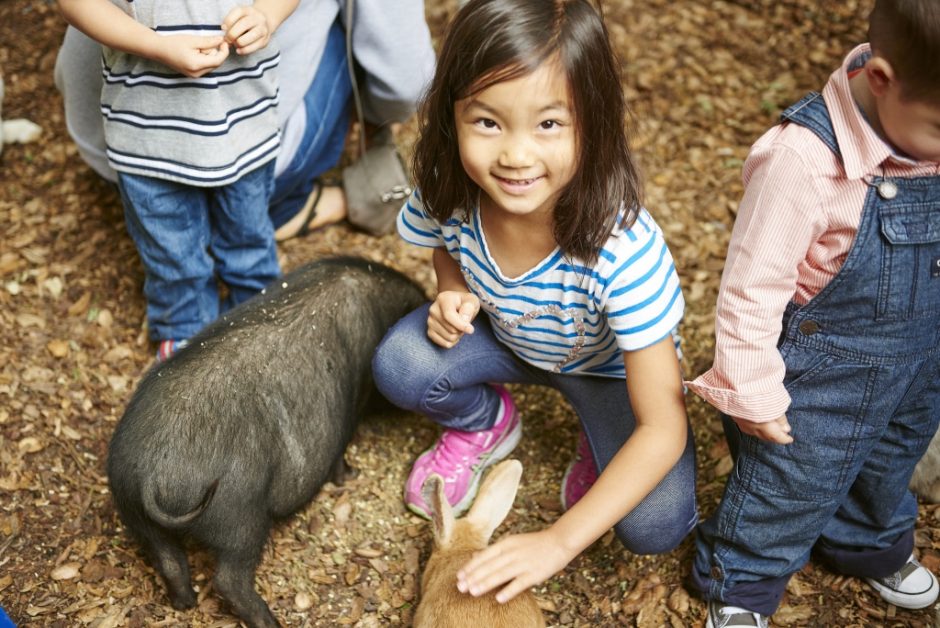 Petting-Zoo-1024x684